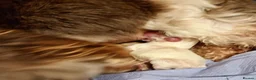 Havanese dogs for sale: Stunning full breed havanese puppies. 6 boys avail - Advert 20
