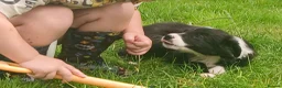 Border Collie dogs for sale: Beautiful collie pupa - Advert 14