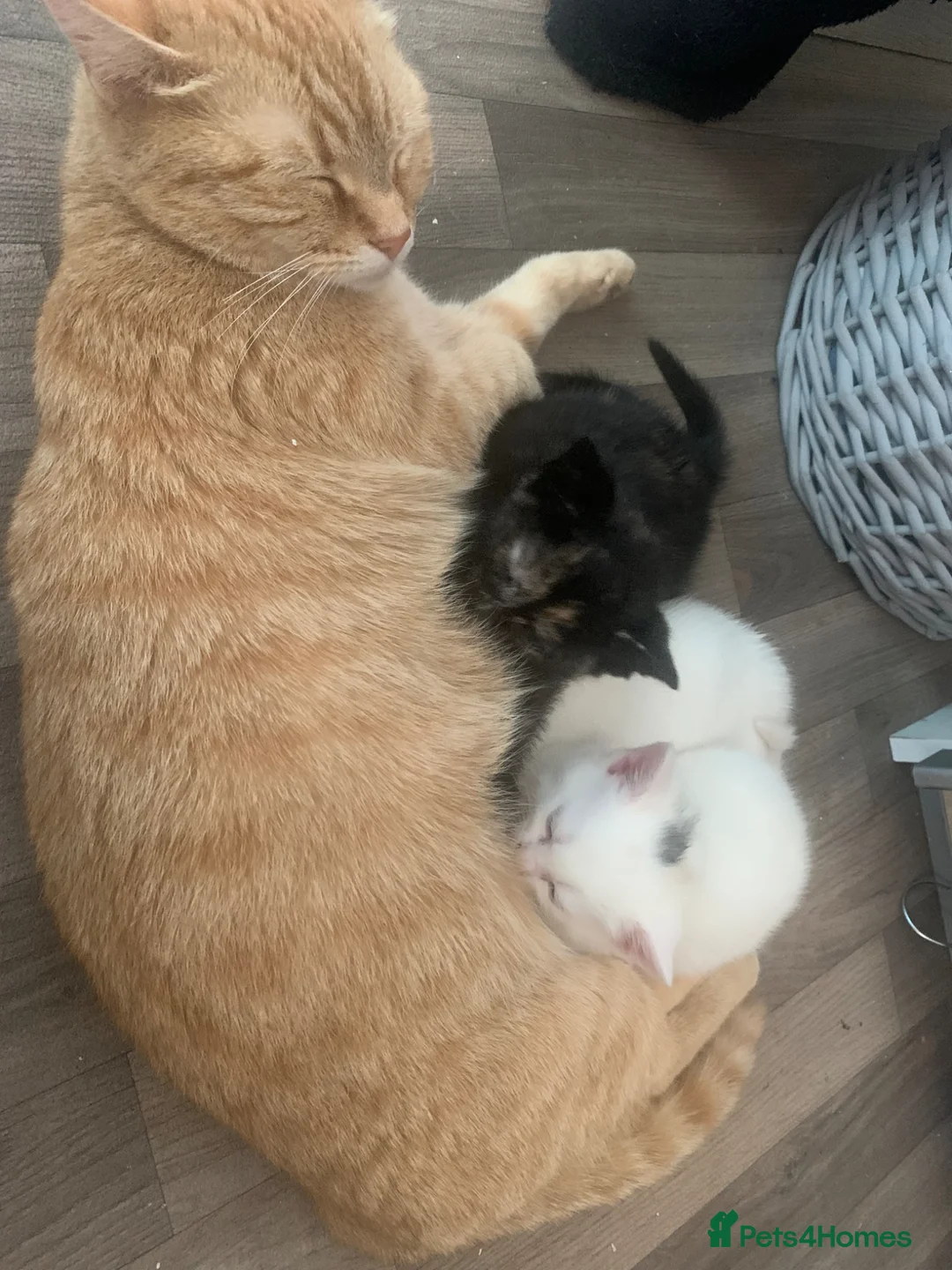 British Shorthair cats for sale: 2 white kittens and one tortel shell - Advert 2