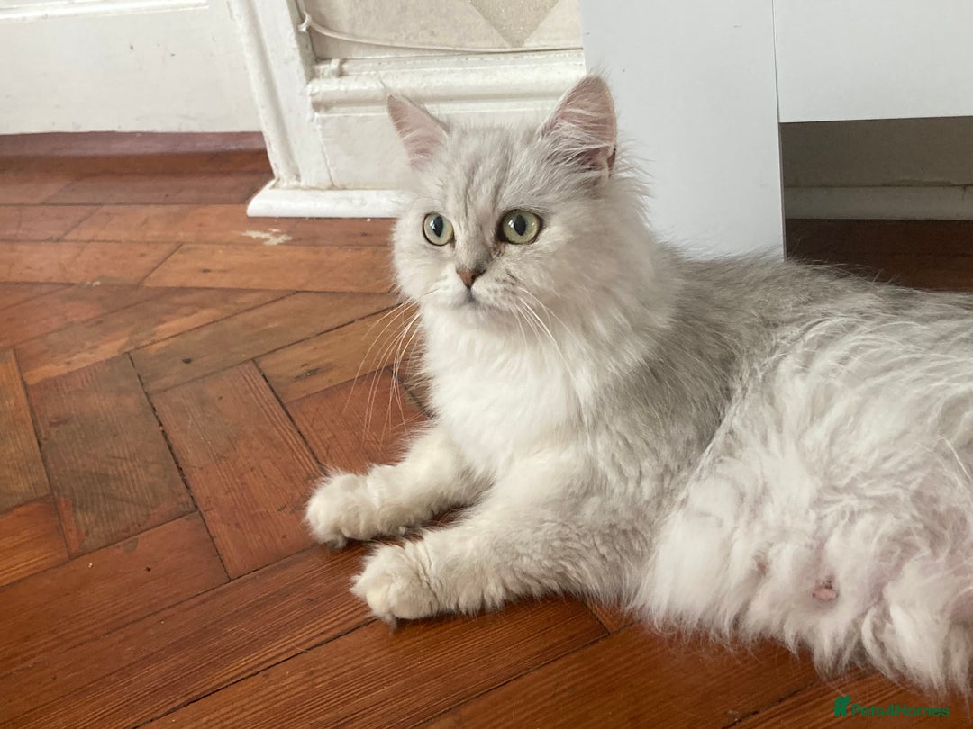 British Longhair cats for sale: Stunning fluffy Maine coon x british longhair  - Image 26