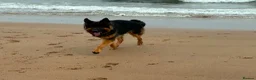 German Shepherd dogs for stud: For Stud Only Charlie  - Advert 3