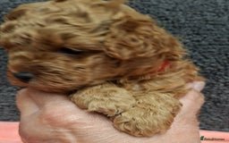 Toy Poodle dogs for sale: Beautiful Small Toy Poodle Pups for Sale. - Image 3