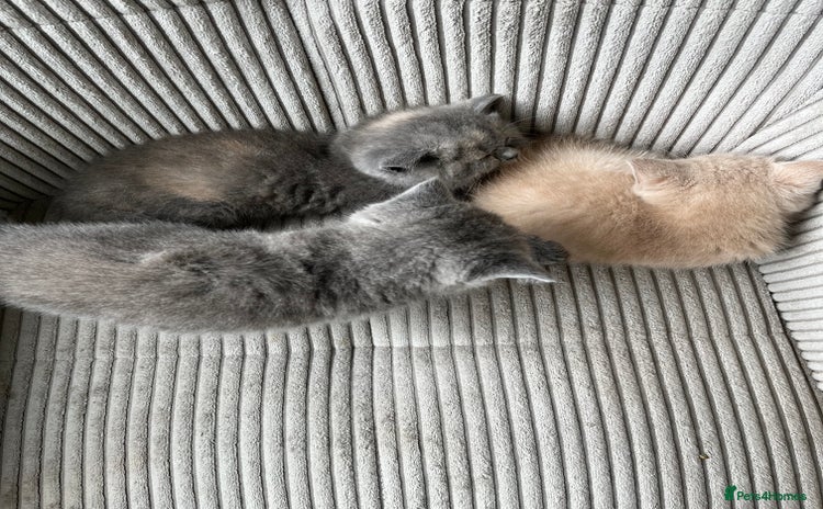 British Shorthair cats - Advert 3