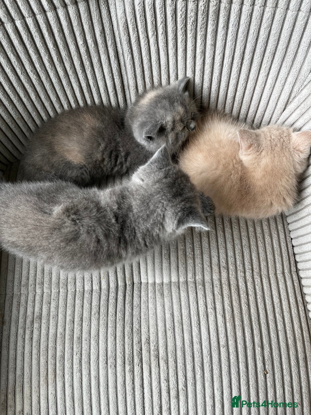 British Shorthair cats for sale: 3 beautiful British shorthairs  - Image 1