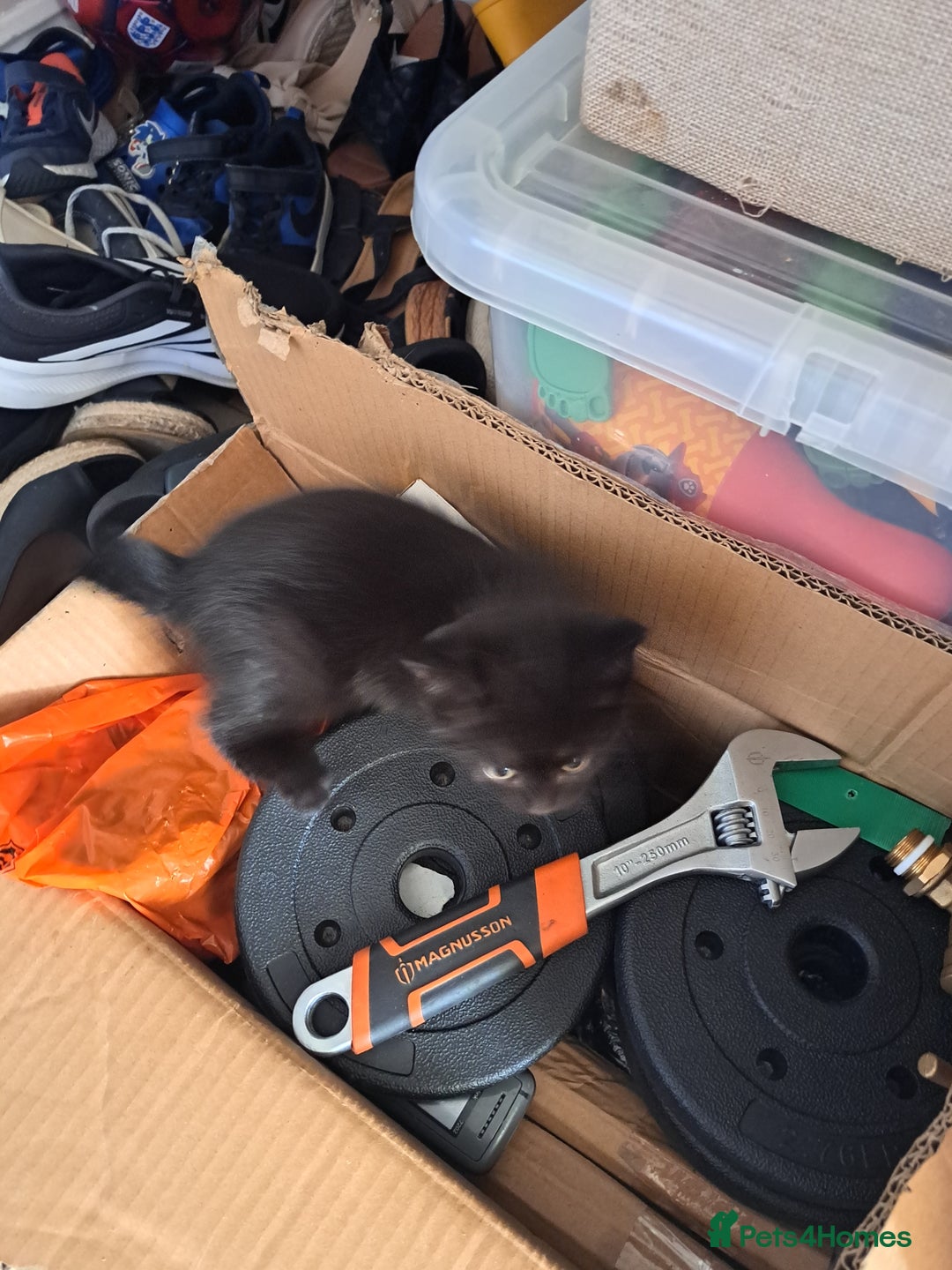 Mixed Breed cats for sale: Three playful kittens in search of forever home. - Image 5