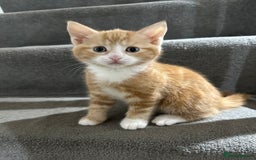 Domestic Shorthair cats for sale: Ginger Kittens (3) - Image 5