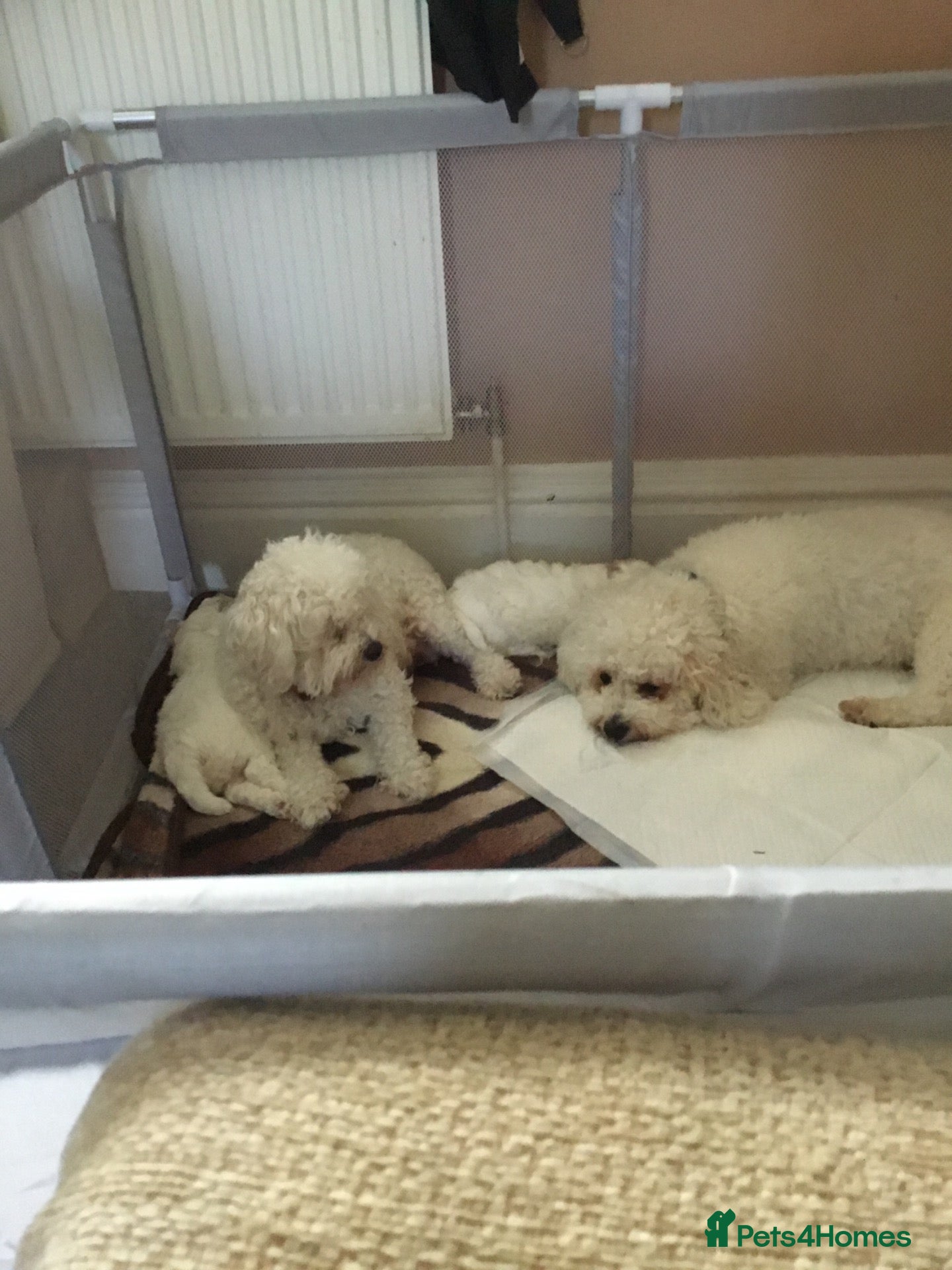Bichon Frise dogs Two beautiful bichon frise - Advert 1