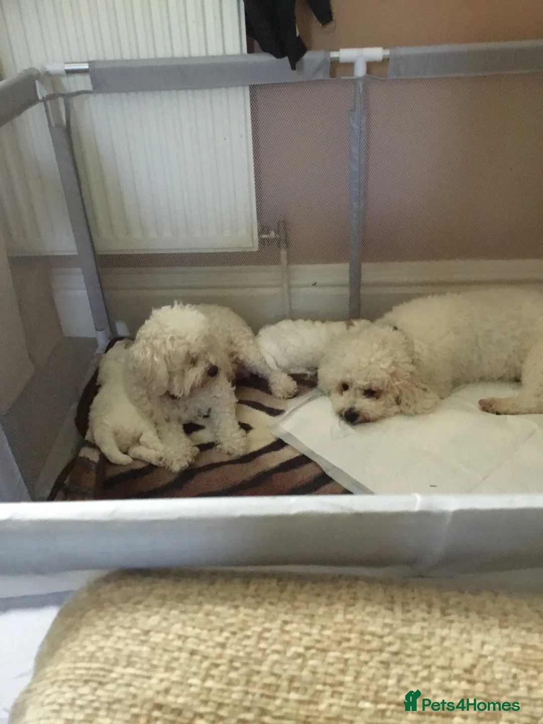 Bichon Frise dogs for sale: Two beautiful bichon frise in Sheffield - Advert 1