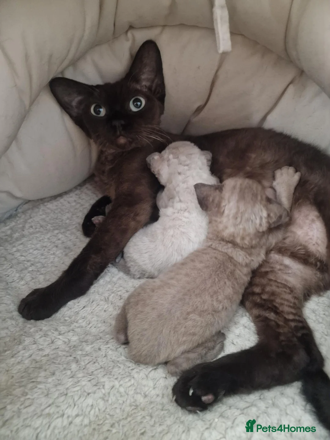 Devon Rex cats for sale: Adorable Devon Rex Kittens 💕 - Advert 14