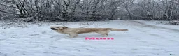 Golden Retriever dogs for sale: Our Beautifil KC registered Golden Retriever   in Leeds - Advert 6