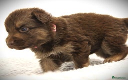 German Shepherd dogs for sale: GORGEAOUS K/C Registered German Shepherd puppies - Image 17