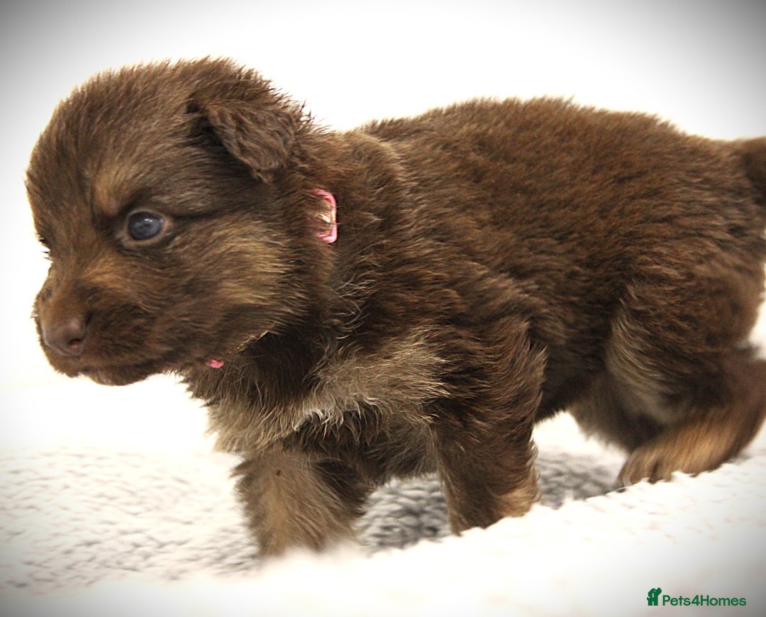 German Shepherd dogs for sale: GORGEAOUS K/C Registered German Shepherd puppies - Image 17