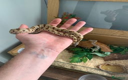 Snake reptiles for sale: Male Western Hog Nose stunning markings & set up - Image 5