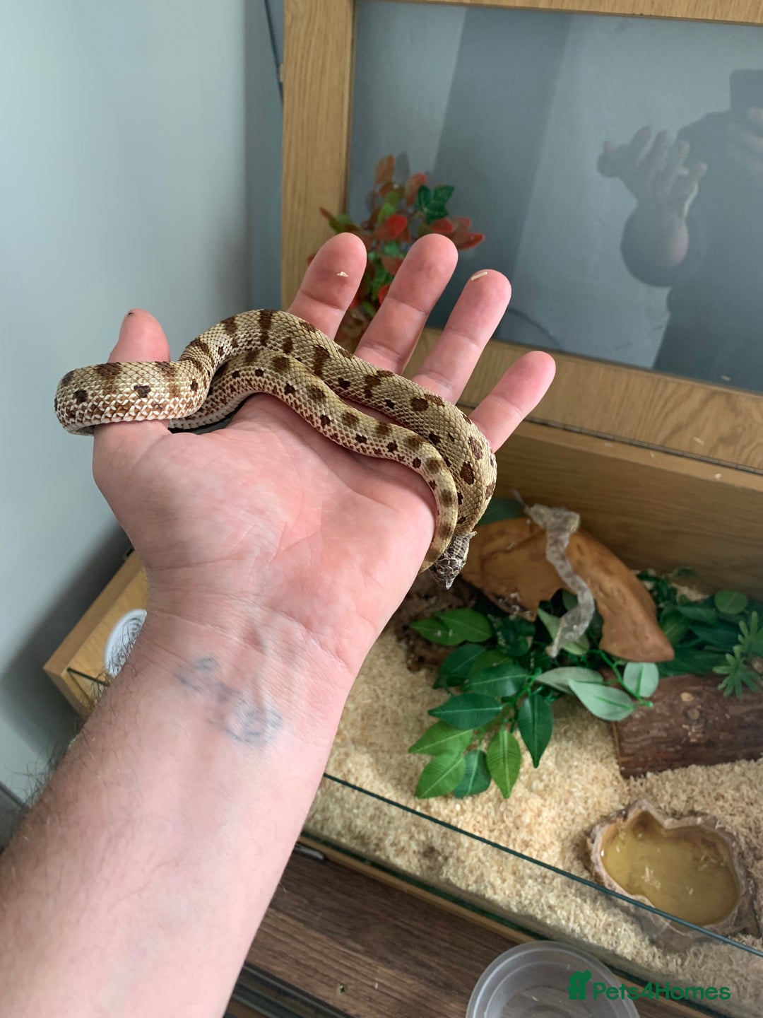 Snake reptiles for sale: Male Western Hog Nose stunning markings & set up - Image 5