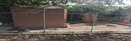 Continental Giant rabbits for sale: Giant rabbits - Advert 2