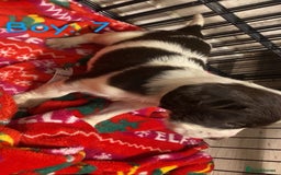 English Springer Spaniel dogs for sale: Beautiful litter of 11 springer spaniel puppies  - Advert 19