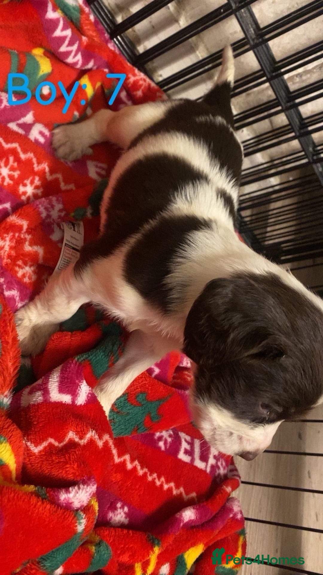 English Springer Spaniel dogs for sale: Beautiful litter of 11 springer spaniel puppies  - Advert 19