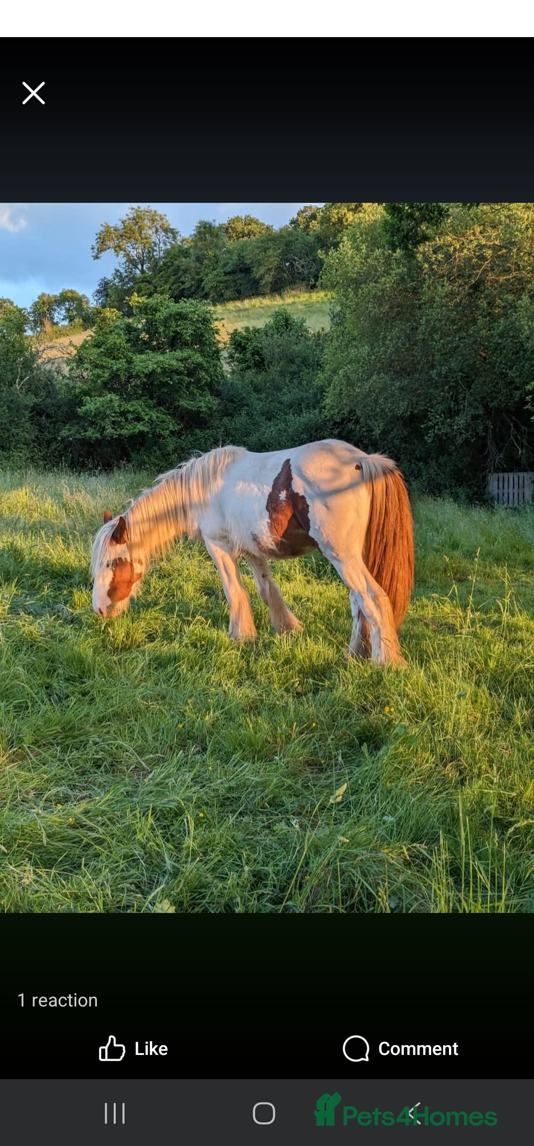Tinker horses for sale: Smarty Marty 3 year old coloured gelding   - Image 4