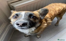 Mixed Breed dogs for adoption: Rescue dog Molly is looking for her second chance - Advert 2