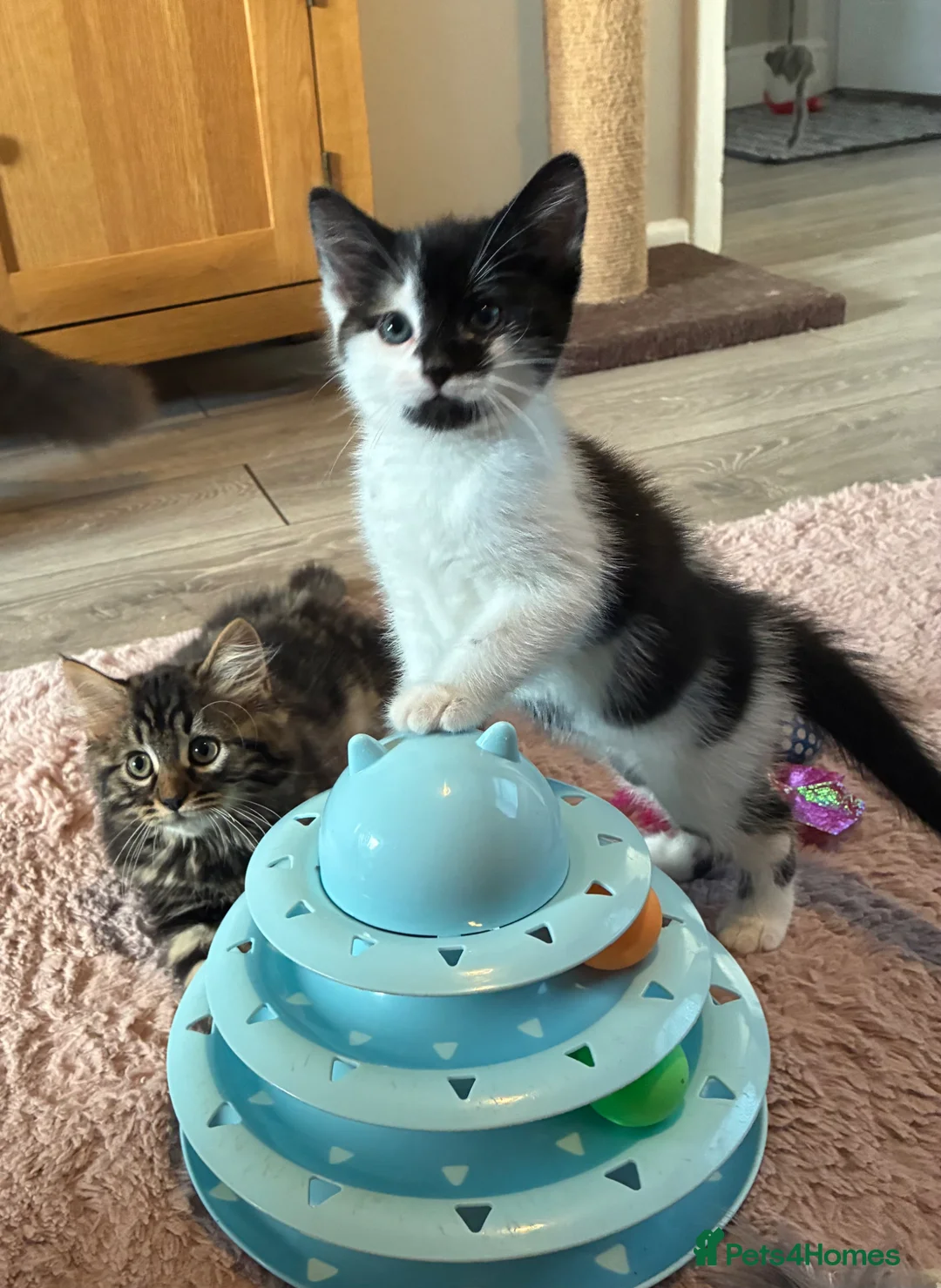British Longhair cats for sale: 6 stunning kittens - Advert 1
