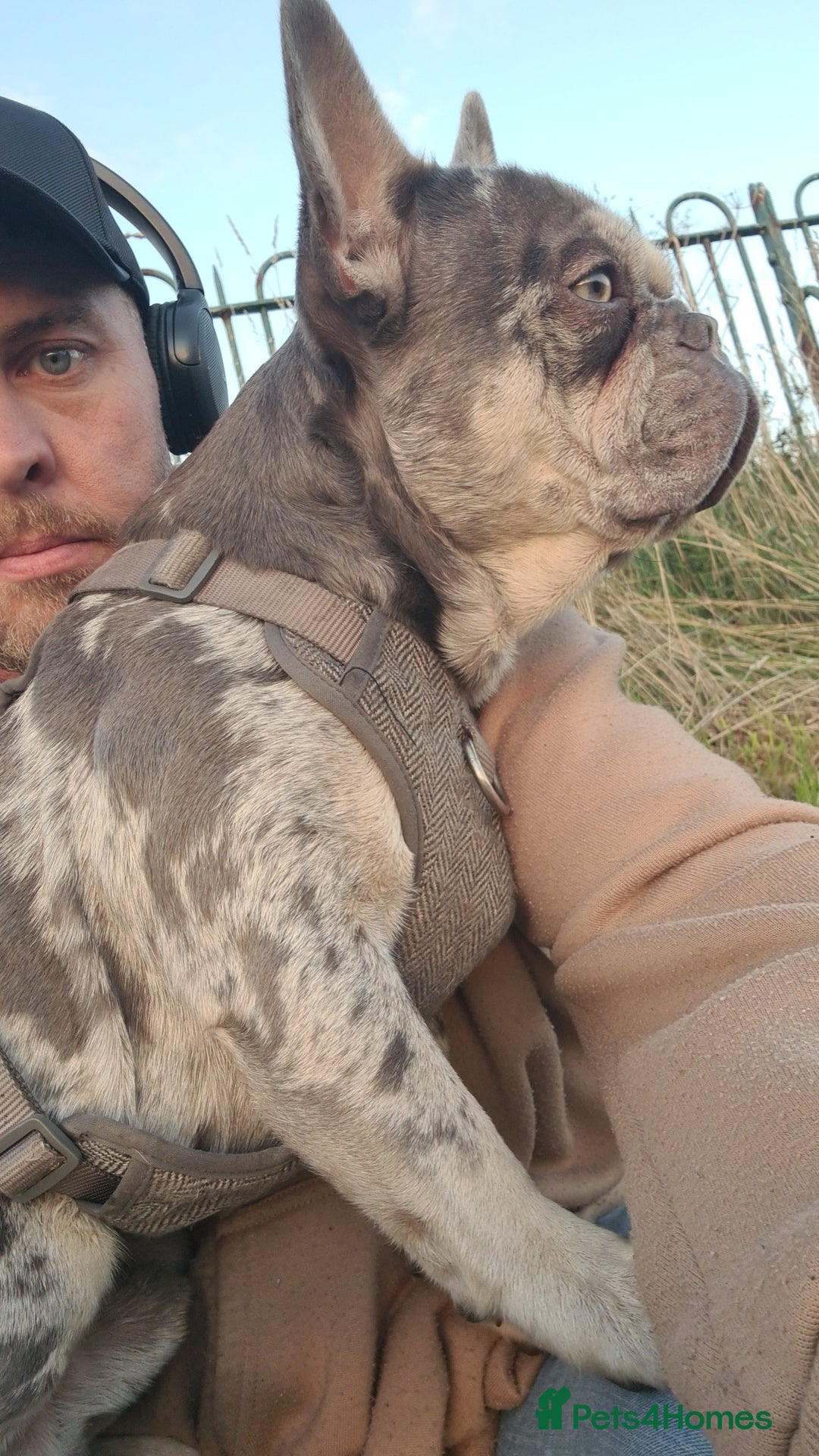 French Bulldog dogs for stud: Lilac merle for stud - Advert 5