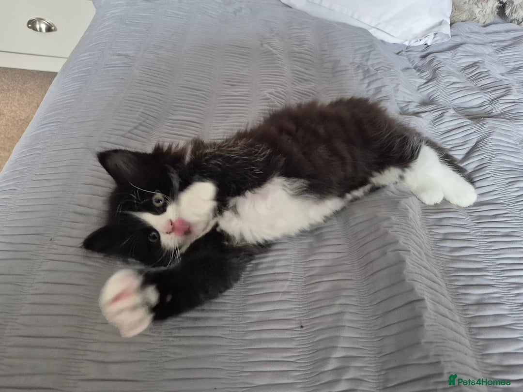 Ragdoll cats for sale: Gorgeous part ragdolls looking for loving homes! - Image 11