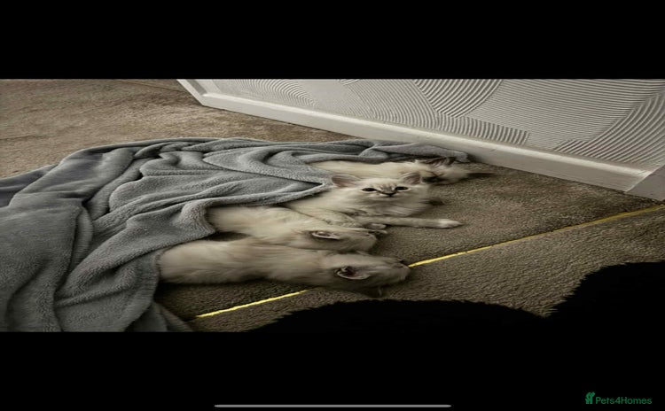 Ragdoll cats - Advert 13