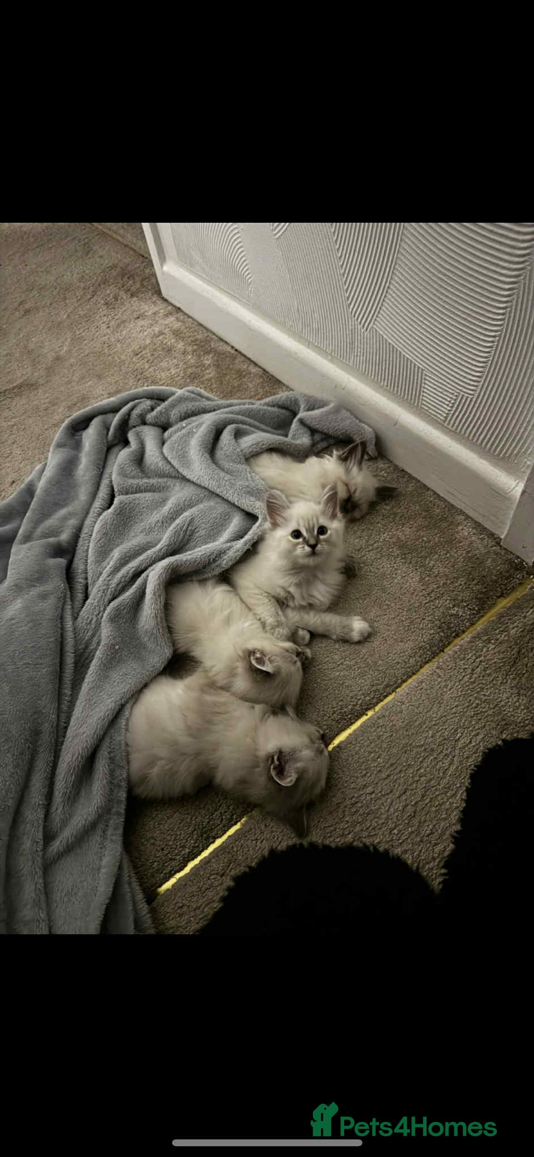 Ragdoll cats for sale: RAGDOLL KITTENS❣️FUR BABIES READY TO GO - Image 1