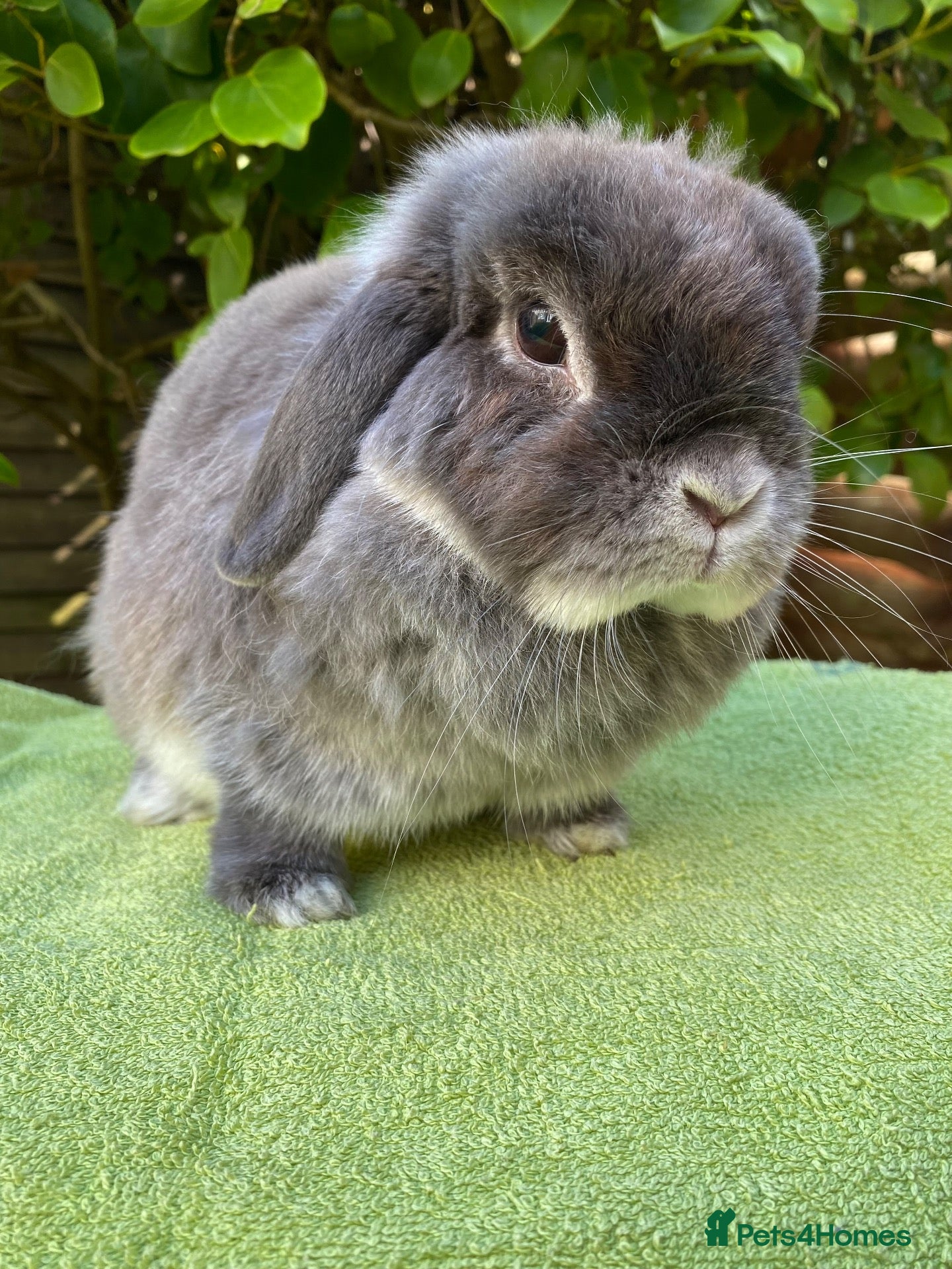Mini Lop rabbits Lovely Lilac Fox Female Mini Lop - Advert 14