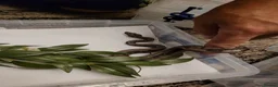 Boa Snake reptiles for sale: Baby boa constrictors for loving homes - Advert 7