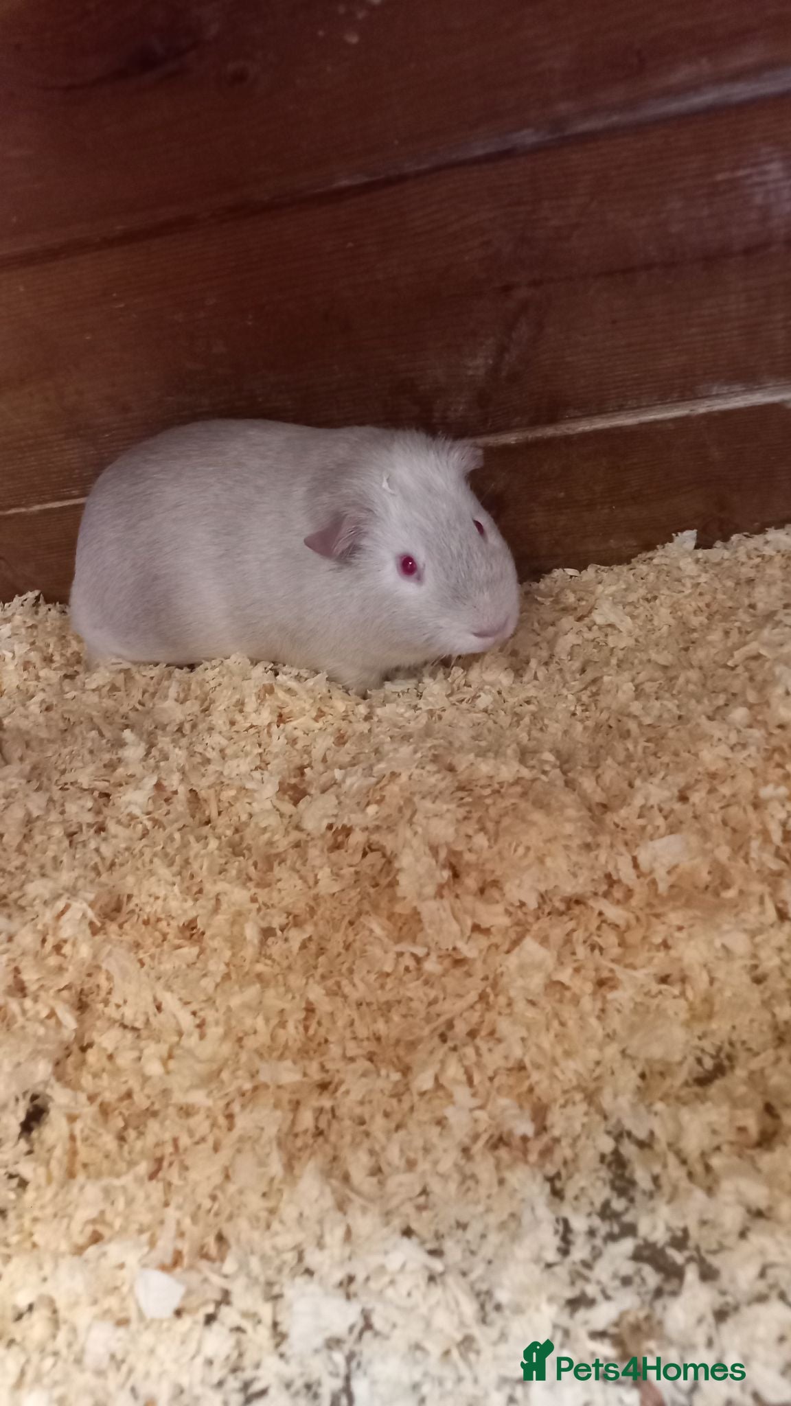 Guinea Pig rodents male Guinea Pigs for sale  - Advert 6