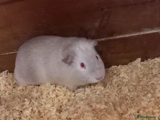 Guinea Pig rodents male Guinea Pigs for sale - Advert 5