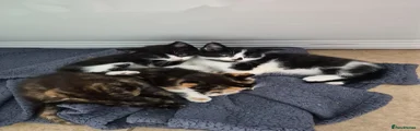 Kitten 1
