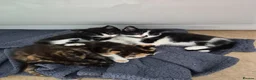 Mixed Breed cats for sale: 2 black and white male kittens very friendly  in Barnstaple - Advert 2
