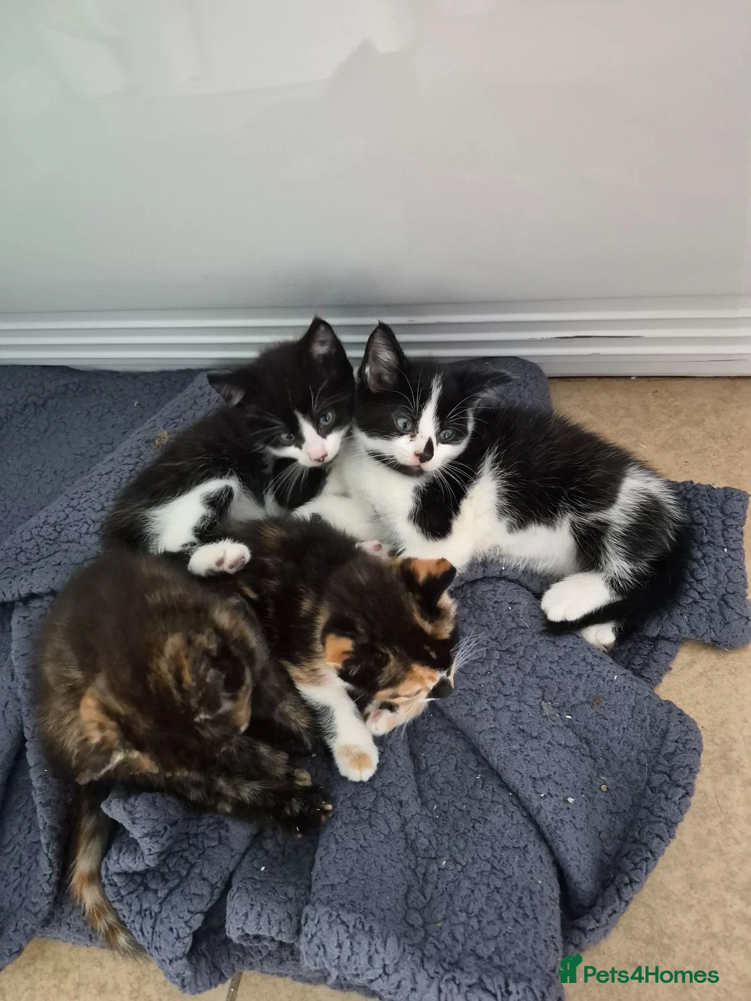 Mixed Breed cats for sale: 2 black and white male kittens very friendly  in Barnstaple - Advert 2