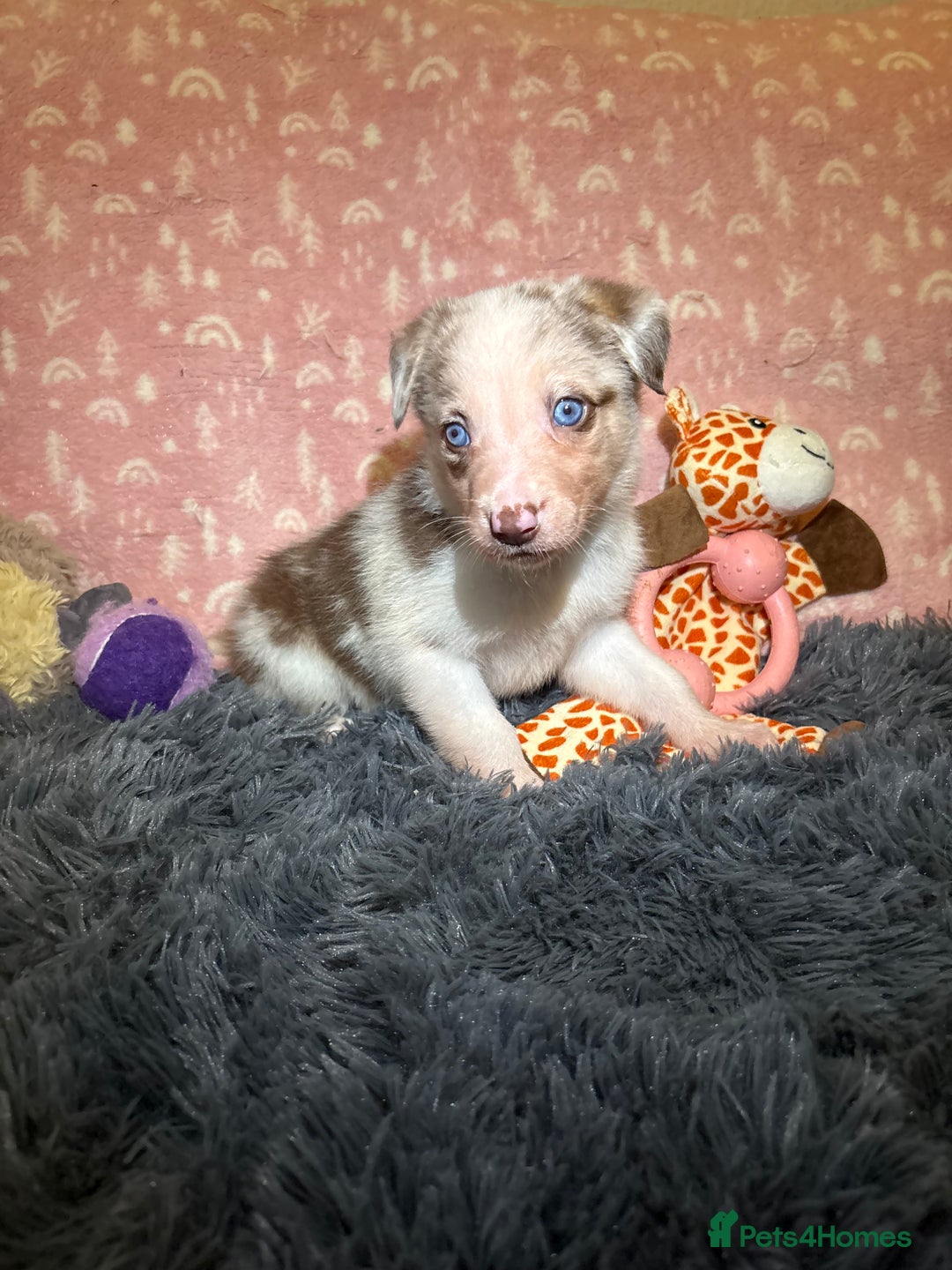 Border Collie dogs for sale: Border collie puppies for active homes  - Advert 20
