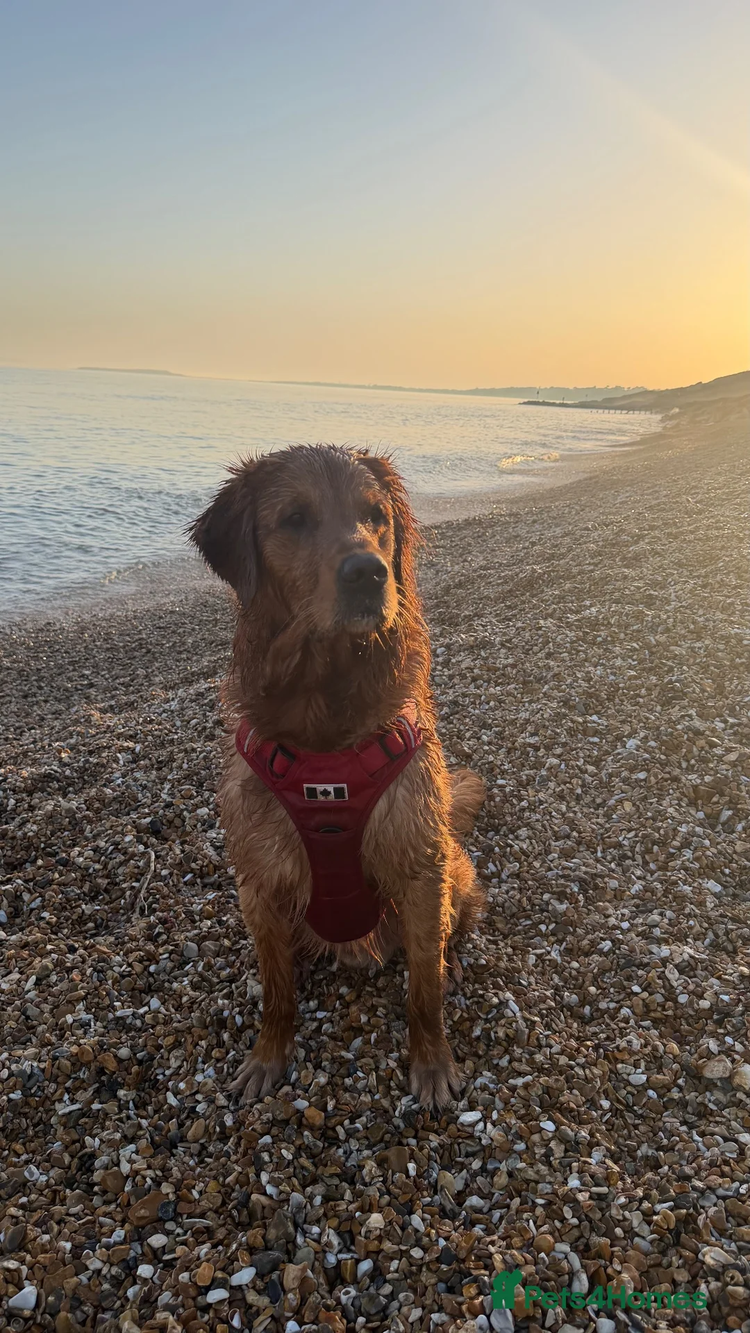 Golden Retriever dogs for stud: Gorgeous 3 year old gold retriever  in New Milton - Advert 5
