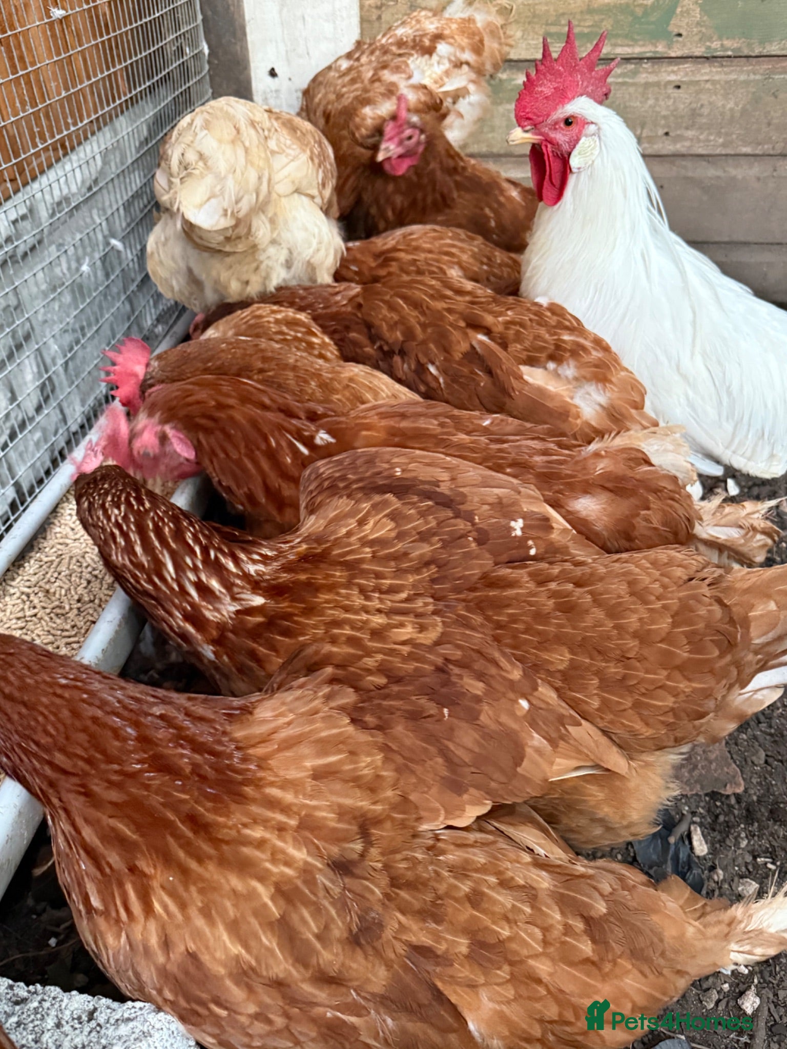 Chickens poultry Laying hens  - Advert 15