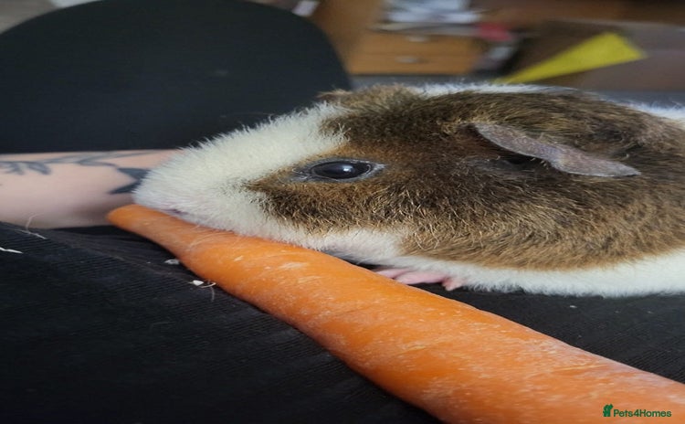 Guinea Pig rodents for sale - Advert 2
