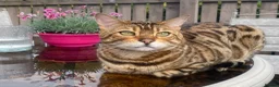 Bengal cats for sale:  Stunning Bengal kittens - Advert 9