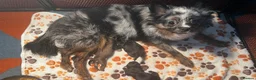 Pomeranian dogs for sale: 👑Perfect Pomeranian puppies 🐶  - Advert 8