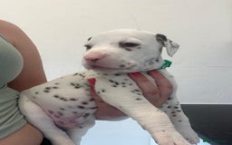 Dalmatian dogs for sale: 🐶 Stunning Dalmatian Puppies Ready 28th August 🐶 - Image 34