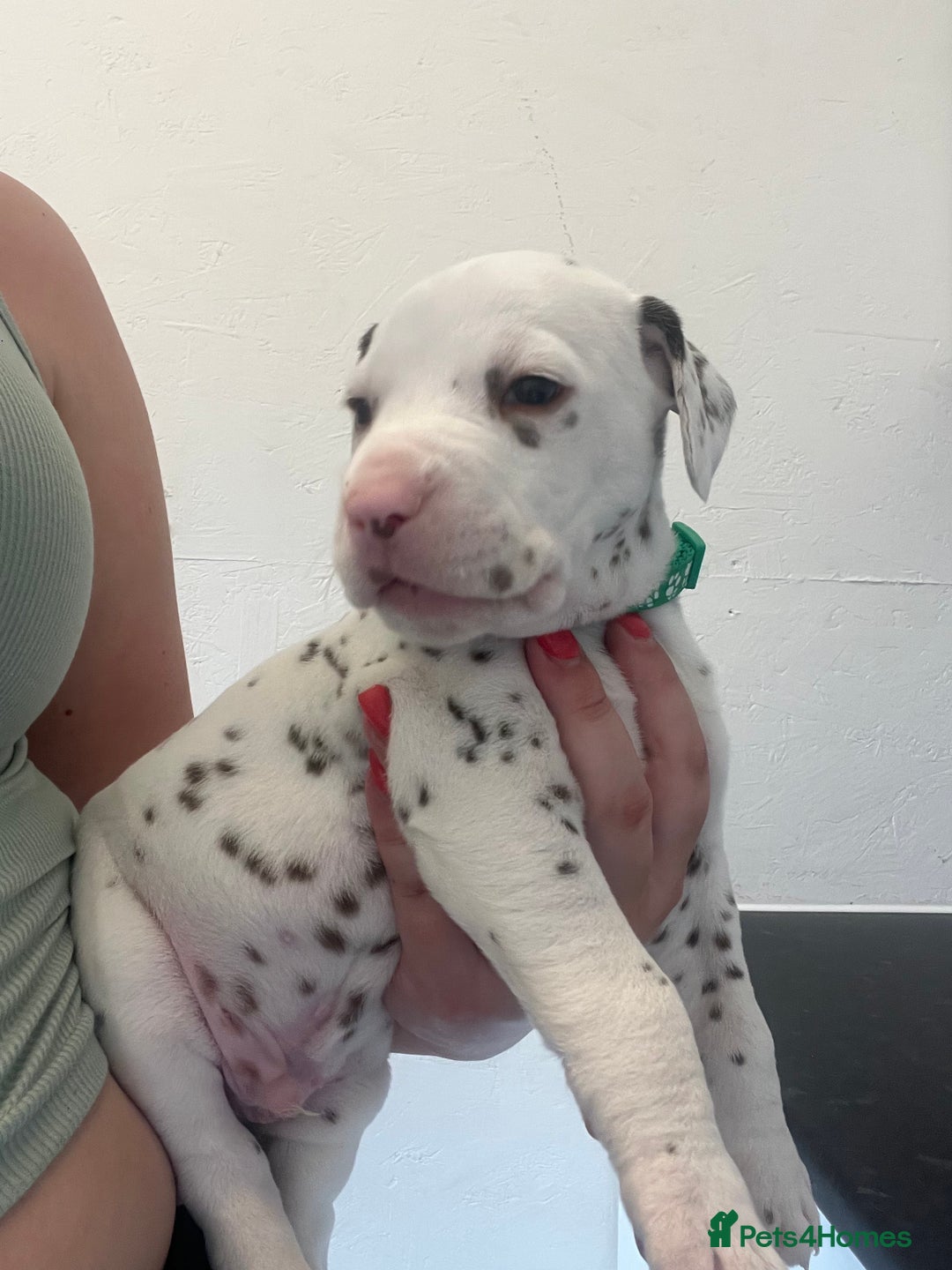 Dalmatian dogs for sale: 🐶 Stunning Dalmatian Puppies Ready 28th August 🐶 - Image 34