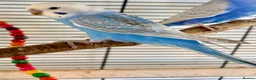 Budgerigars birds for sale: Beautiful baby Greywing budgies - Advert 5