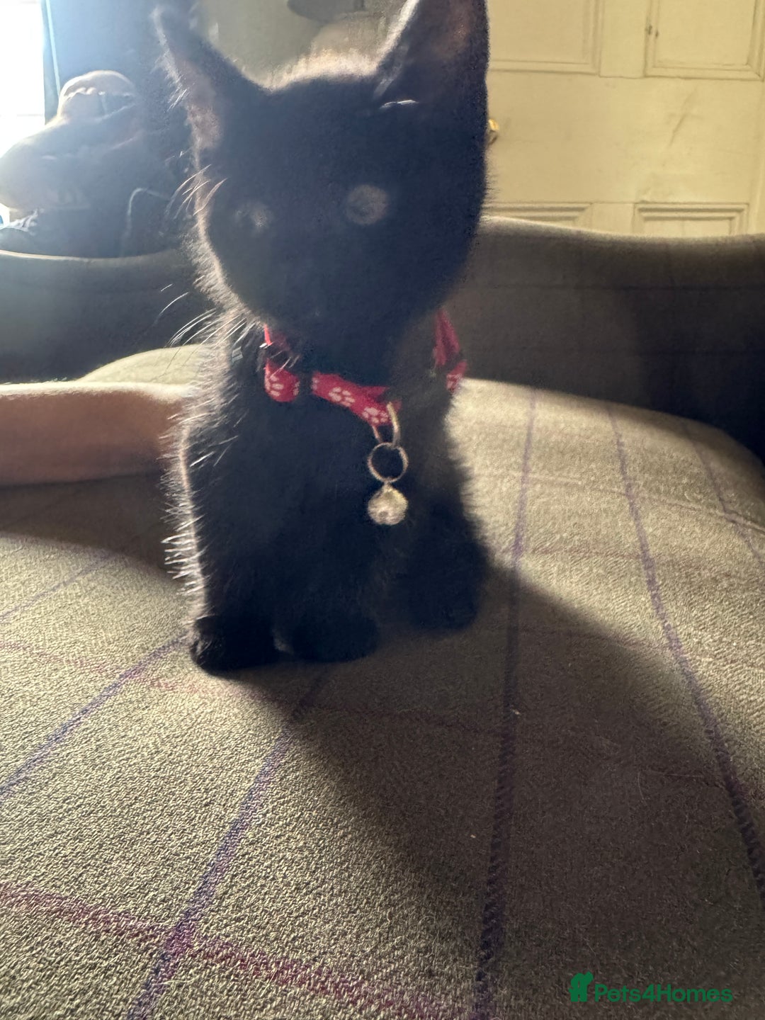 Mixed Breed cats for sale: 3 black British short haired x ragdoll kittens - Image 20
