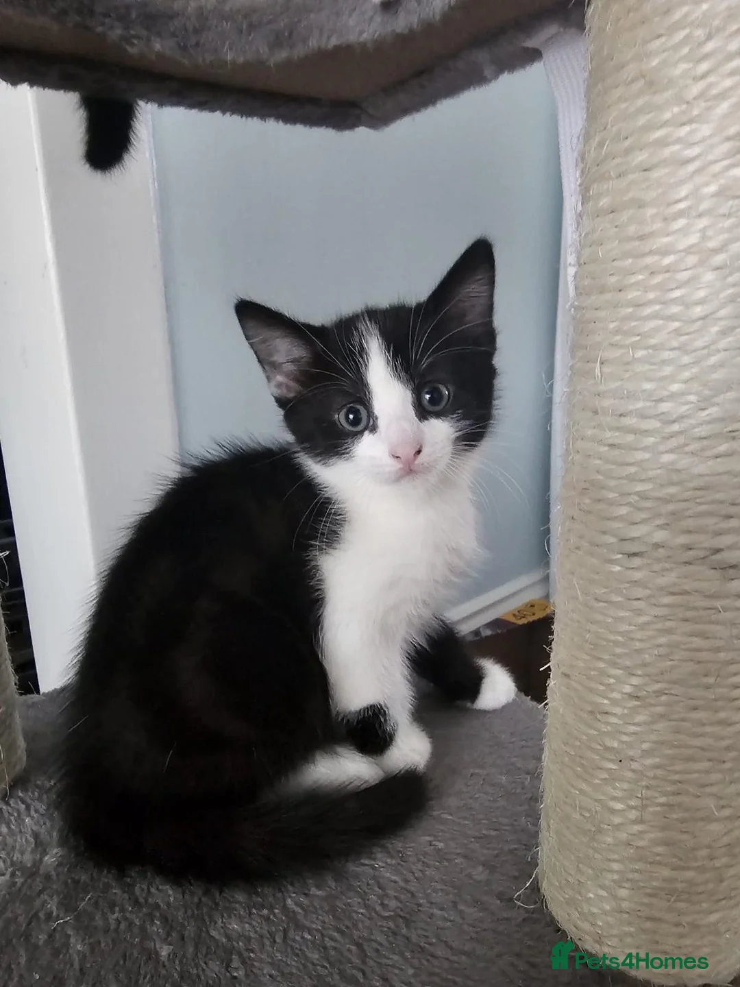 Mixed Breed cats for sale: Adorable kittens are looking for a new home - Advert 1