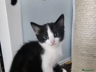 Mixed Breed cats Adorable kittens are looking for a new home - Advert 1