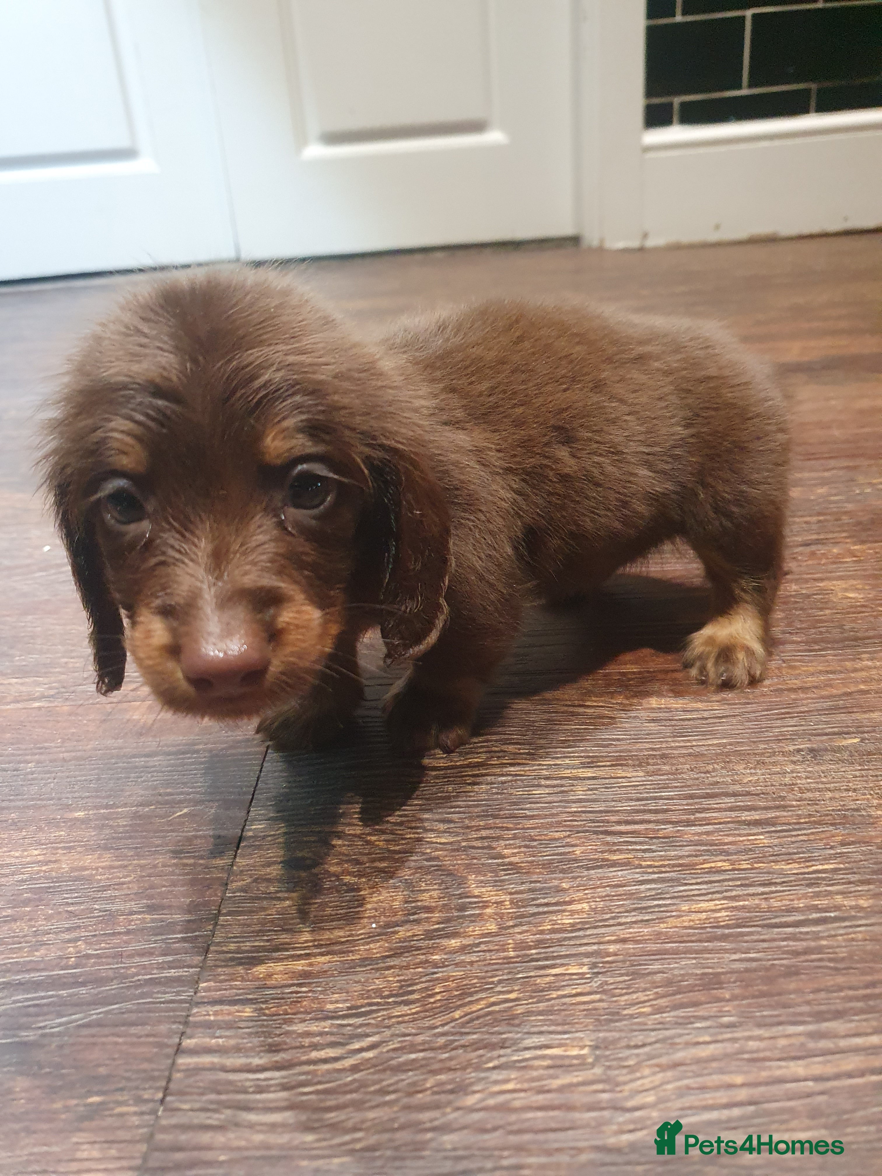 Dachshund dogs Long haired daschund puppies £1250 2 brown boys - Advert 6