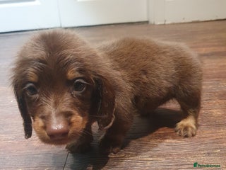 Dachshund dogs Long haired daschund puppies £1250 2 brown boys - Advert 1