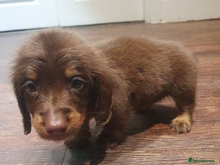 Dachshund dogs Long haired daschund puppies £1000 2 brown boys - Advert 6